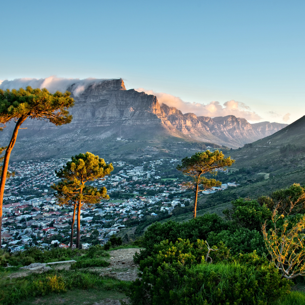 Der Tafelberg über Kapstadt bei Sonnenuntergang, gesehen durch Pinien
